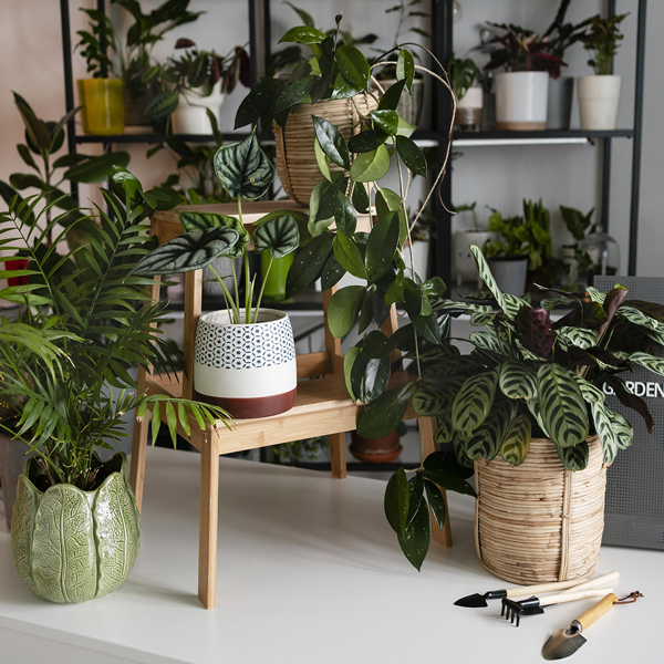 La natura dentro casa